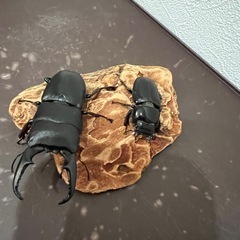 本土ヒラタクワガタの画像