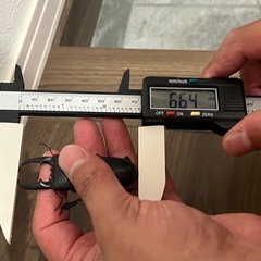 本土ヒラタクワガタの画像