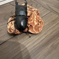 本土ヒラタクワガタの画像