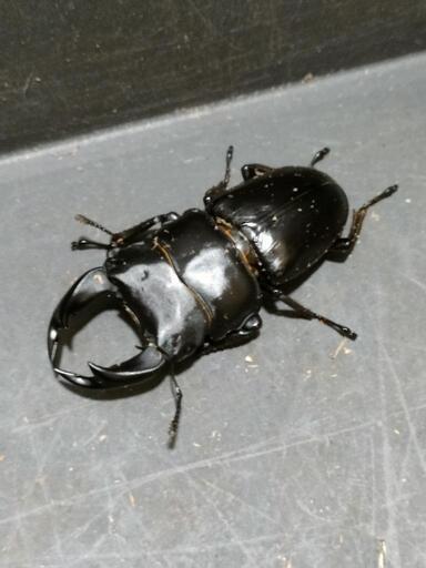 国産オオクワガタ♂2匹♀2匹　極太血統⑯