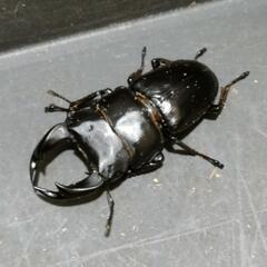国産オオクワガタ♂2匹♀2匹　極太血統⑯