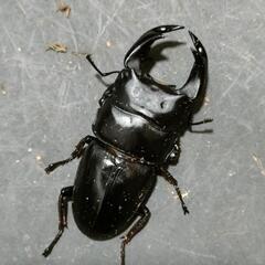 国産オオクワガタ♂3匹♀2匹　極太血統⑱