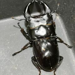 国産オオクワガタ　極太血統㉑の画像