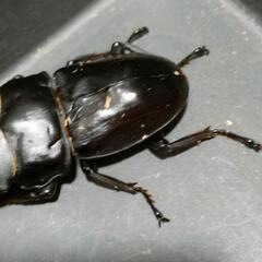 国産オオクワガタ　極太血統㉑の画像