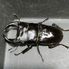 国産オオクワガタ　極太血統㉑の画像