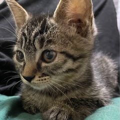 🩷かわいい🩷子猫　里親募集