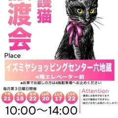 8月18日（日）保護猫の譲渡会開催🐈