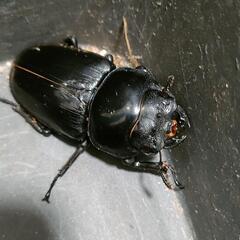 国産オオクワガタ♀4匹　極太血統㉓