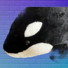 鴨川シーワールド　超特大シャチぬいぐるみ　の画像