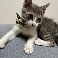 🩶グレーのキジ猫😺ゆずくん🩶