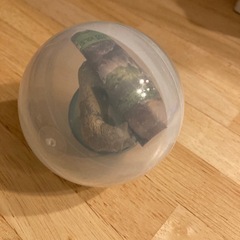 旭山動物園◆カプセルズー　シンリンオオカミ　の画像