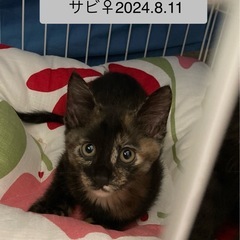 2ヶ月の女の子サビちゃん