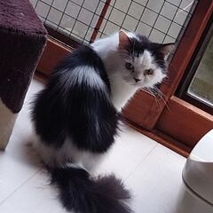 【募集停止】私のイチオシ！ナデナデ好きペルシャのカツオくん