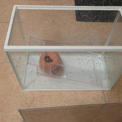 水槽ですが。の画像