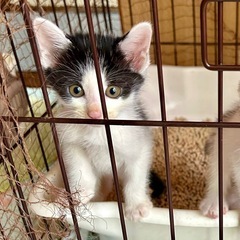 子猫の里親さん募集しています！1カ月半女の子黒白ハチワレ