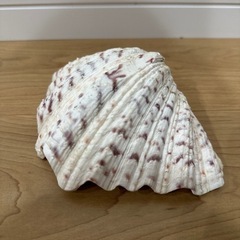 シャコガイ 置き物 小物入れ