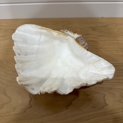 シャコガイ 置き物 小物入れの画像