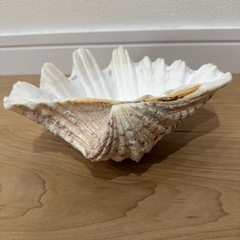 シャコガイ 置き物 小物入れの画像