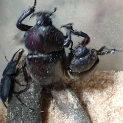 欲しい人がいないので自然に返します。(無料)カブトムシとコクワクワガタ差し上げます❗️の画像