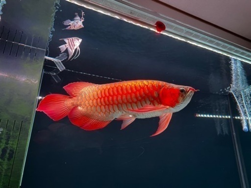 アロワナスーパーレッド55cm