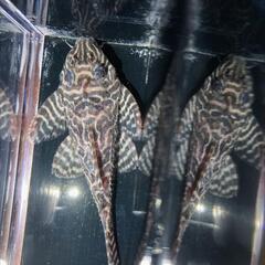 キンペコ♂ 特価の画像