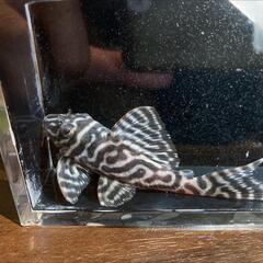 キンペコ♂ 特価の画像