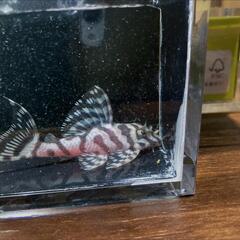 キンペコ多分♂ 特価の画像