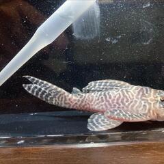 キンペコ多分♂ 特価の画像