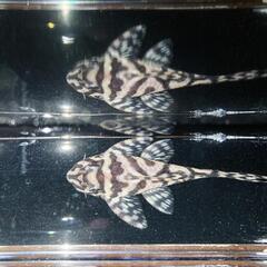 キンペコ♂ 特価の画像