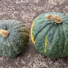 自家栽培のかぼちゃ2個で約3.5 kg