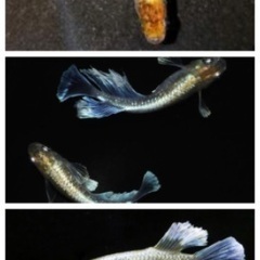 ミックスメダカ若魚20匹1000円
