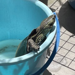 カメ(大きめ) 3種(ミシシッピ、クサガメ、キバラガメ) - その他