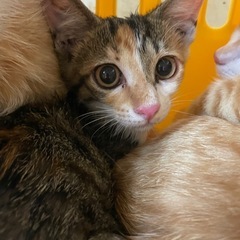 美人な三毛猫ちゃん