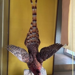 山鳥剥製の画像