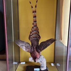 山鳥剥製