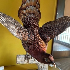 山鳥剥製の画像