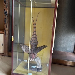 山鳥剥製の画像