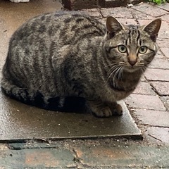 保護猫⑥ 急募します