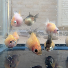 ピンポンパール　金魚　メダカ　