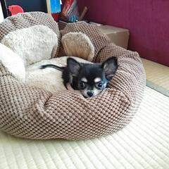 めちゃくちゃ可愛い🩷チワワ子犬2ヶ月