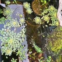 ウォーターダイヤ　脇苗　水草