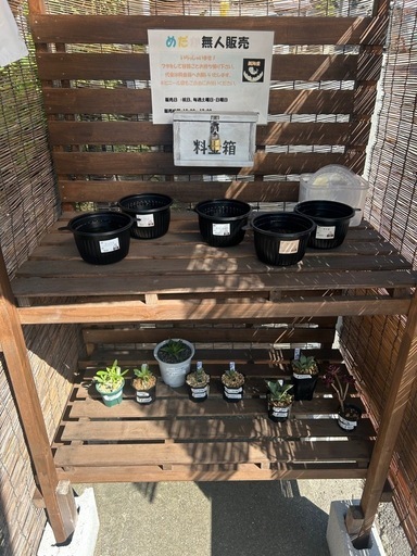 めだか、植物無人販売 (美玲愛) 土山のフリーマーケットの