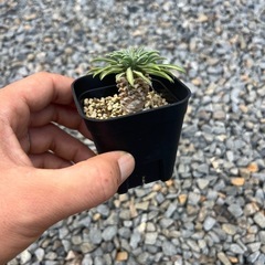 観葉植物　多肉植物