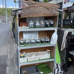 改良メダカ無人販売
