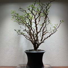 【特大】センナメリディオナリス 塊根植物 