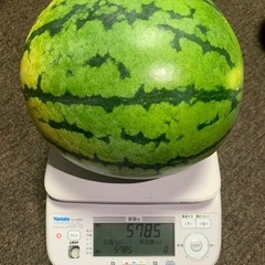 朝採りたて　大玉スイカ　約⒌8kg　