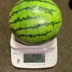 今朝採りたて　中玉スイカ　4.１kg