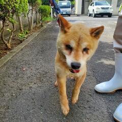 緊急です　腫瘤があり捨てられました - 犬