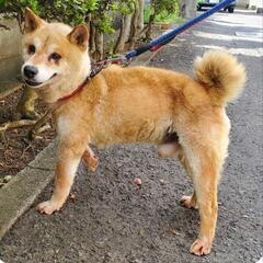 緊急です　腫瘤があり捨てられました - 大村市