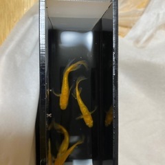 🎺1ペア➕1限定企画🎺　サンシャインメダカ1ペア限定　¥1,200の画像